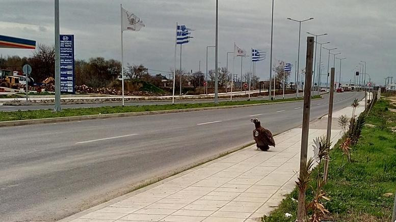 Η απρόσμενη επίσκεψη ενός μαυρόγυπα στην Αλεξανδρούπολη (εικόνες)